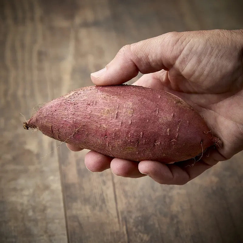 PATATE DOUCE BENIHARUKA (Ipomoea batatas) Préfecture de Chiba