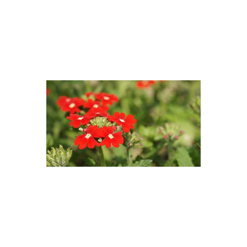 Fleurs de verveine séchées