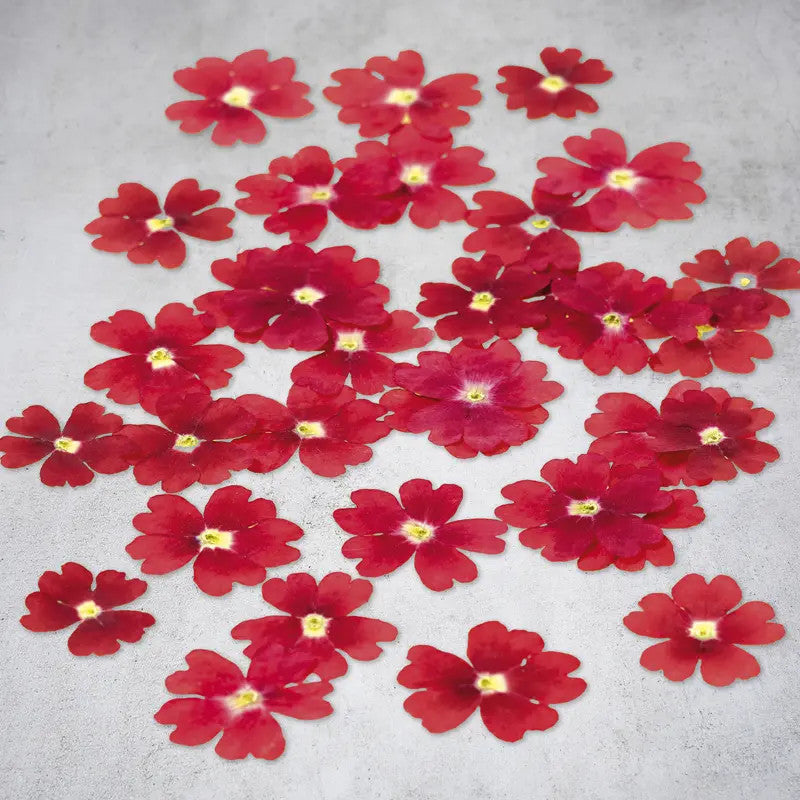 Fleurs de verveine séchées