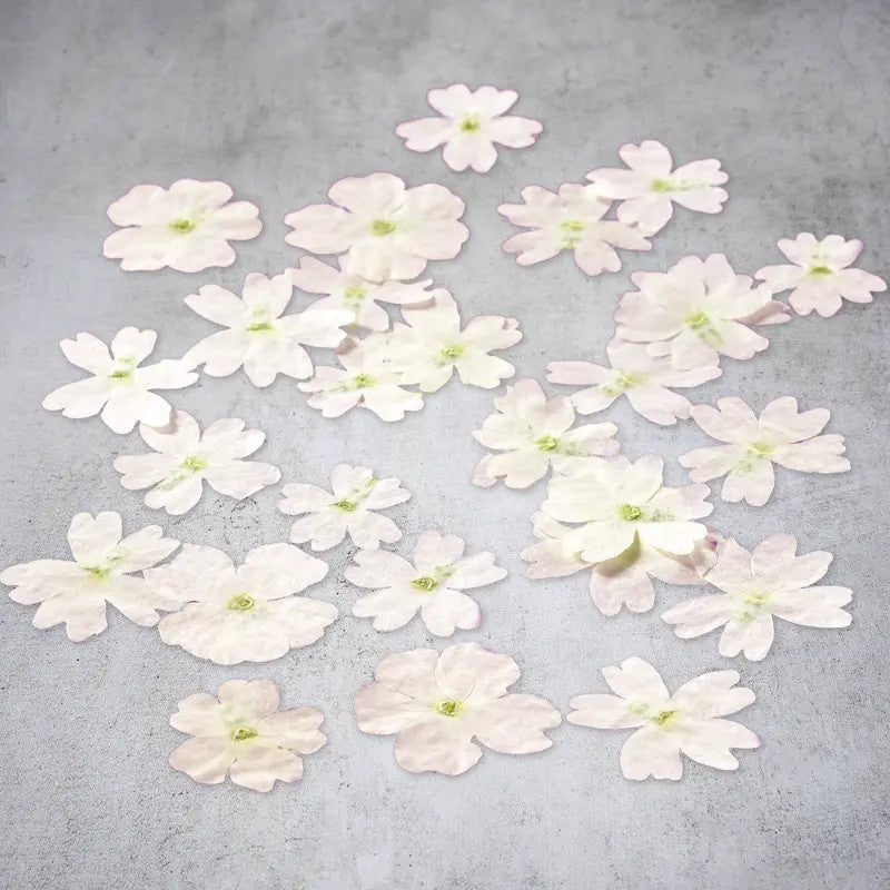 Fleurs de verveine séchées