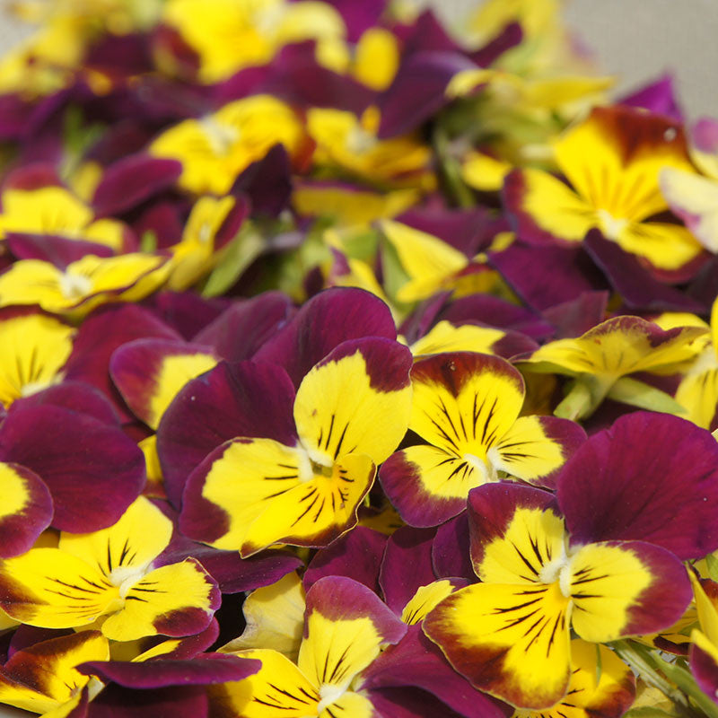 Fleurs de pensées séchées