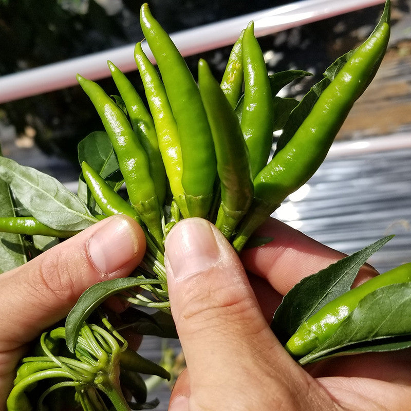 Yuzu Kosho vert traditionnel