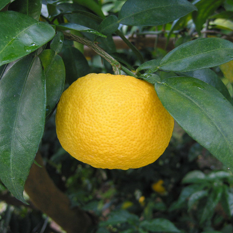 Sal marinho aromatizado com Yuzu