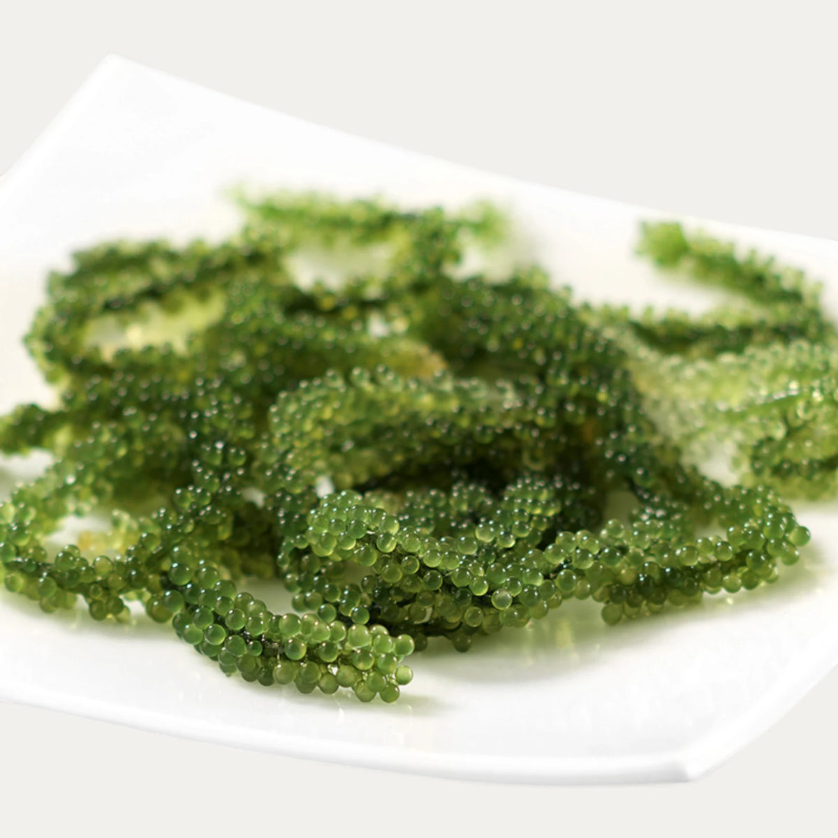 Groseilles ou raisins de mer Umibudo de Okinawa - 100g
