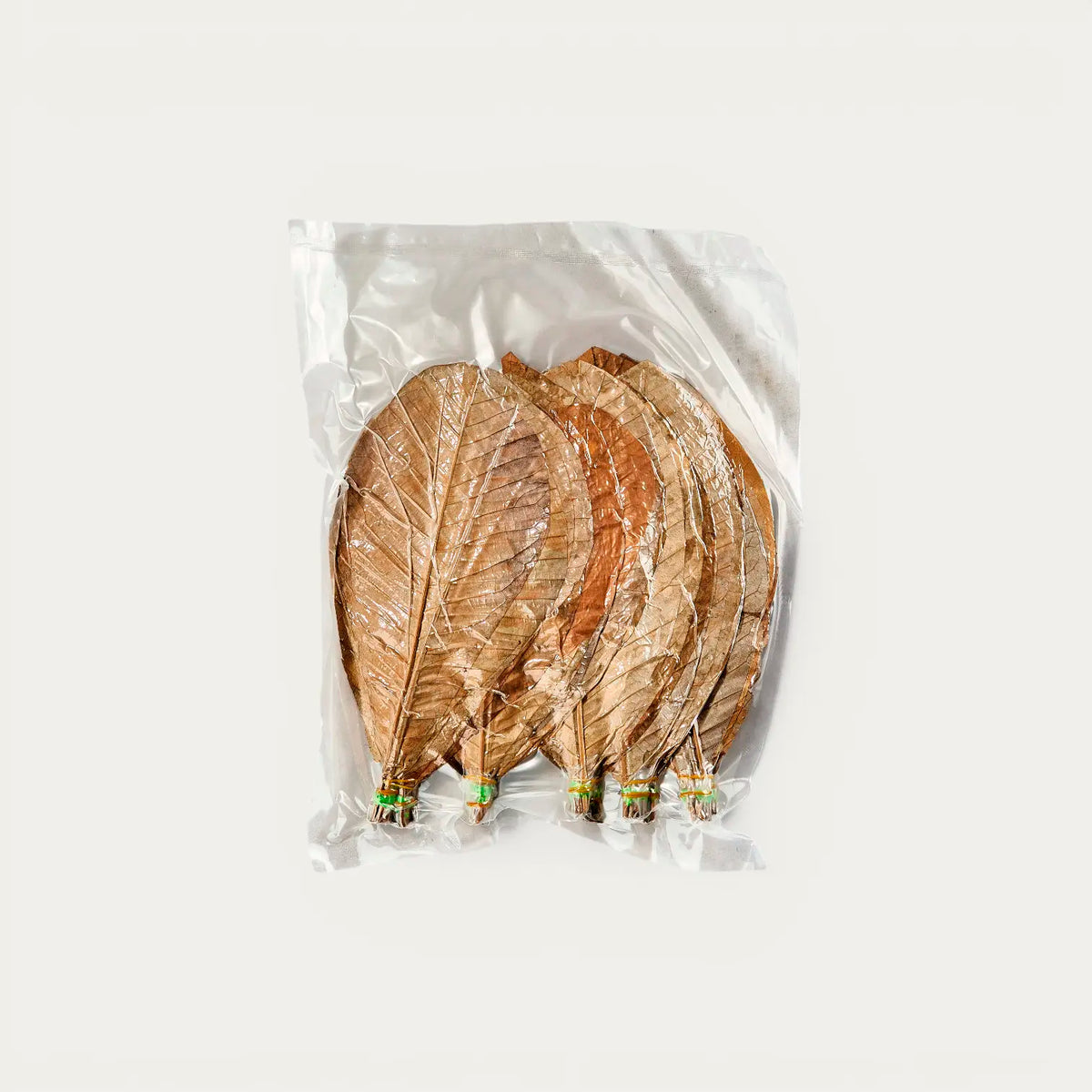 Feuilles de Magnolia séchées 25-30 x 13,5-16 cm,
