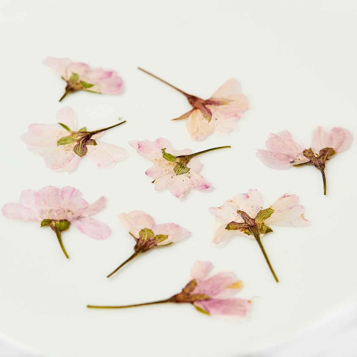 Fleurs de cerisiers sakura séchées - 50 pièces