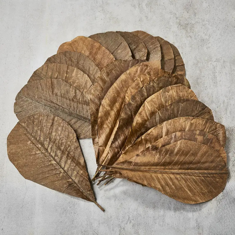 Folhas de Magnólia secas 25-30x 13,5-16 cm,