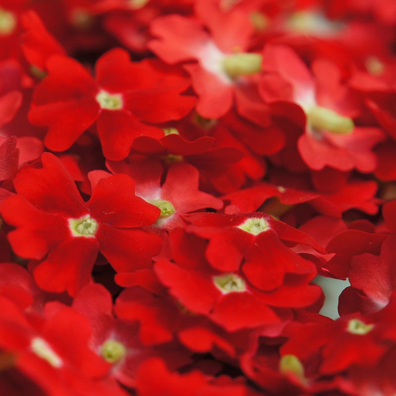 Fleurs de verveine séchées