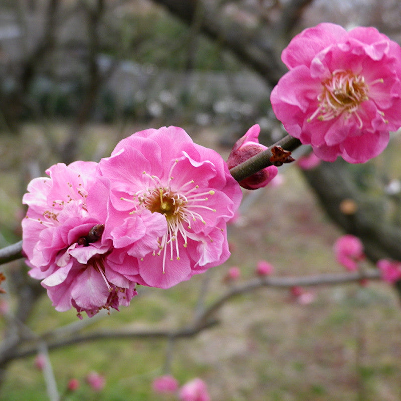 Fiori di ciliegio Sakura allo sciroppo Fiori & foglie