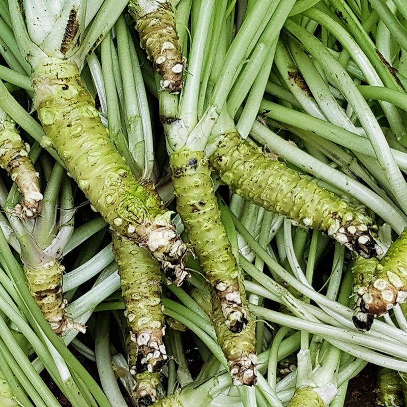 Pasta de Hon'Wasabi