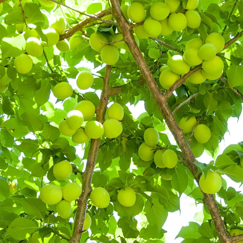 Sciroppo di prugna Ume verde