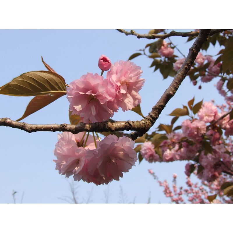 Sweetened sakura cherry blossom leaves 