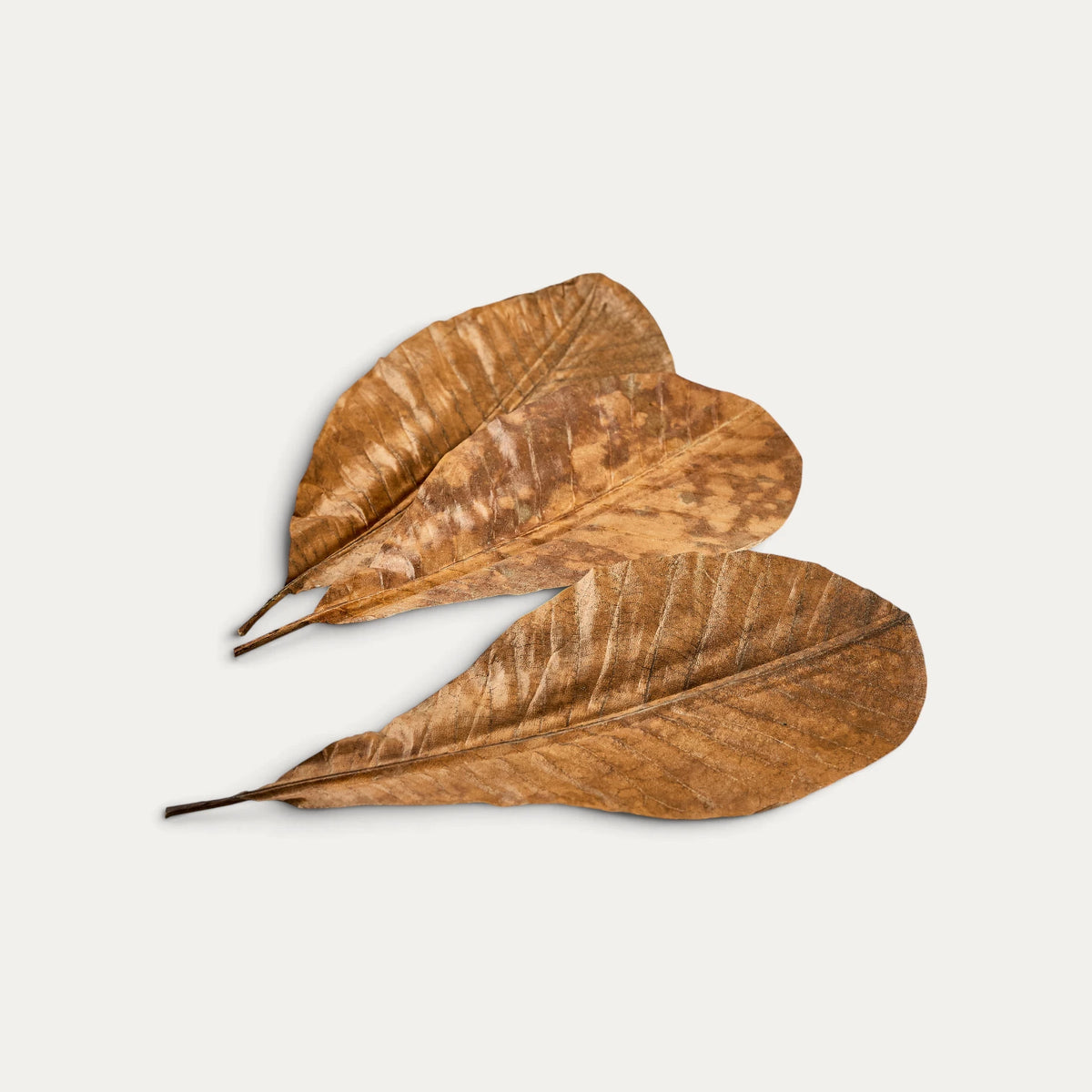 Feuilles de Magnolia séchées 25-30  x 13,5-16 cm,